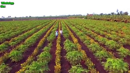 Jiv Rangala - Jogva - Marathi Love Song - WhatsApp Status - Hariharan -