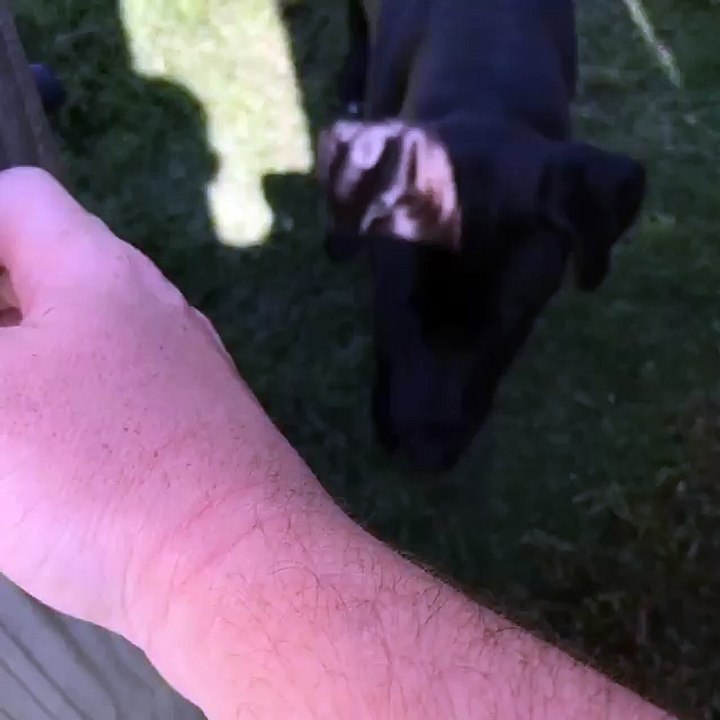 Dog Scales Fence