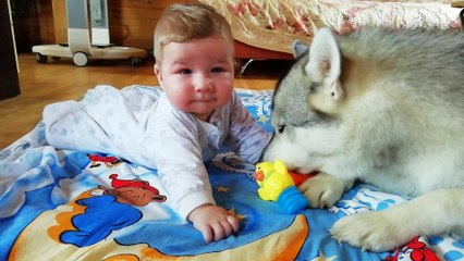 Athletic gymnastics of a baby under the supervision of Husky