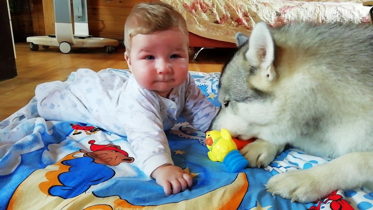 Athletic gymnastics of a baby under the supervision of Husky