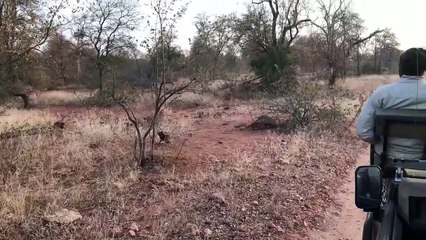 Tải video: Un léopard interrompe un combat entre deux Impalas !