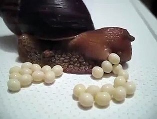 Avez-vous déjà vu un escargot en pleine ponte... Merveilleux