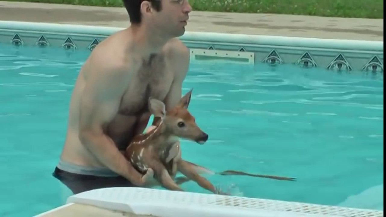 Il sauve un faon tombé dans sa piscine