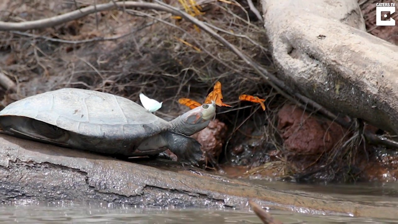 Des papillons viennent boire les larmes des tortues -  Rainforest