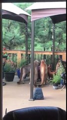 Quand 4 lions de montagne viennent se désaltérer sur ta terrasse