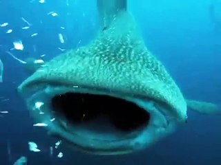 下载视频: Un requin baleine s'en prend à un plongeur... Impressionnant