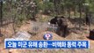 [YTN 실시간뉴스] 오늘 미군 유해 송환...비핵화 동력 주목 / YTN