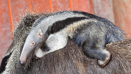 Ameisenbär im Frankfurter Zoo geboren