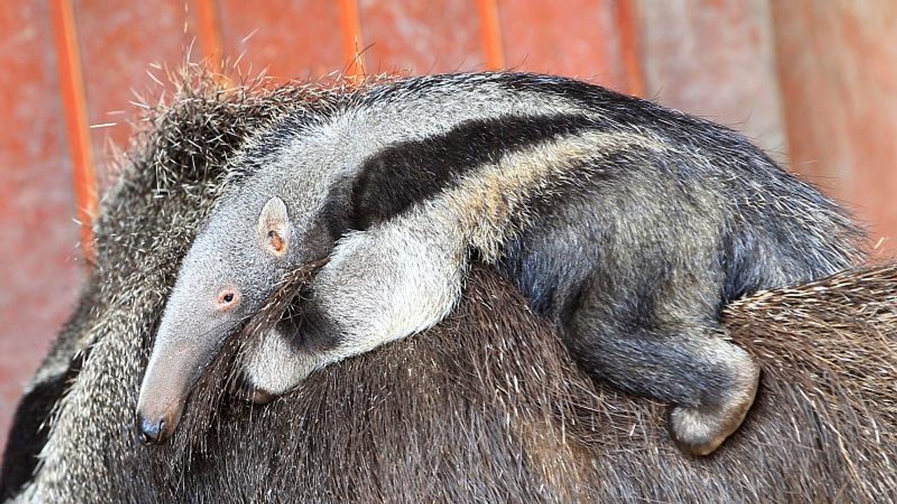 Ameisenbär im Frankfurter Zoo geboren