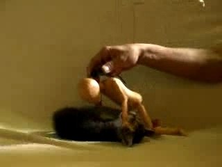 Combat marionnette VS vrai chaton