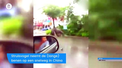 Struisvogel neemt de snelweg