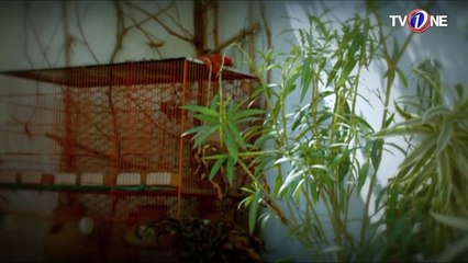 Boltay Afsanay Tota Kahani - 15 July 2018