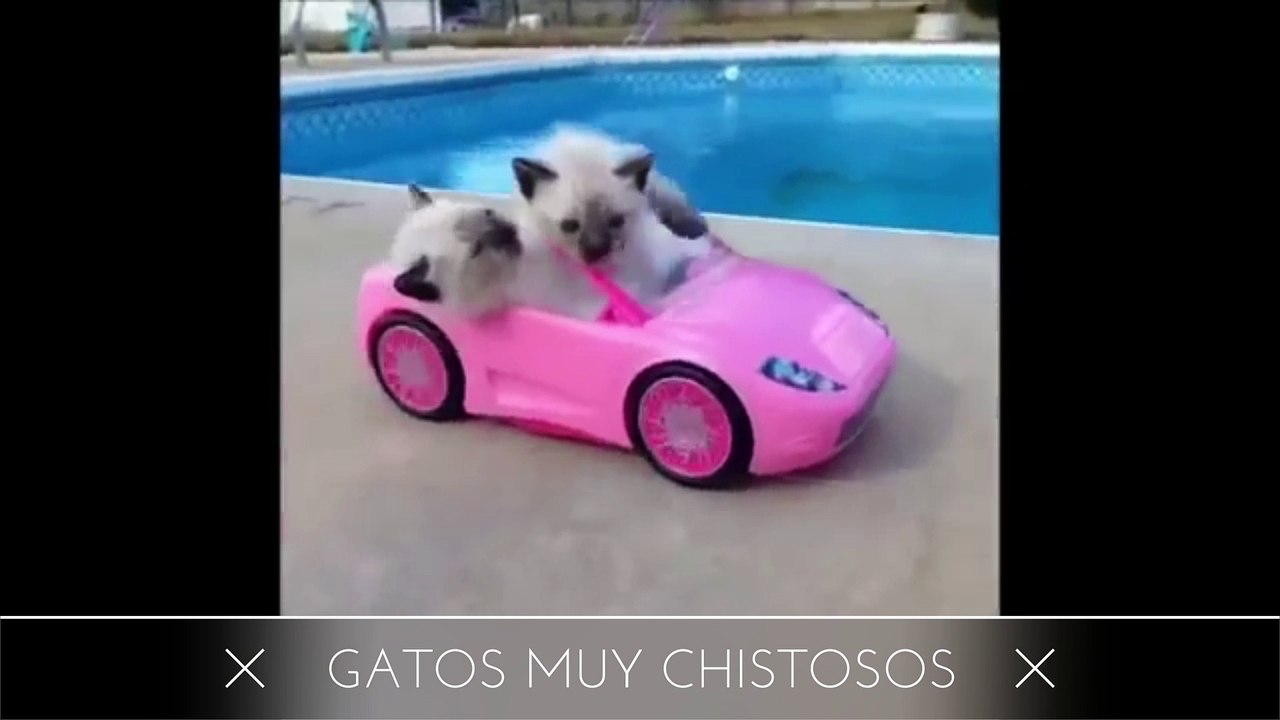 Funny Cats