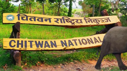 Best Things To Do In Chitwan Nepal