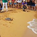 Just look at her go! Watch as a turtle is released at Ramla Bay in Gozo after being rescued and nursed back to health by Nature Trust Malta - NTM instagr