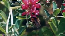 L'isola di Gozo si attraversa in sole 3 ore a piedi...ma vi basteranno solo i 2 minuti di questo video per innamorarvi di lei 