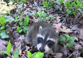 Man Finds Adorable Baby Raccoon on Walk