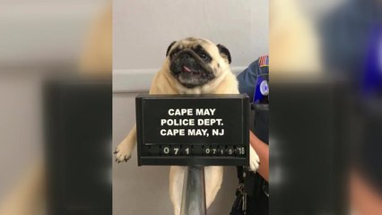 [이브닝] 경찰서 머그샷 찍은 강아지 '집나가면 고생' / YTN