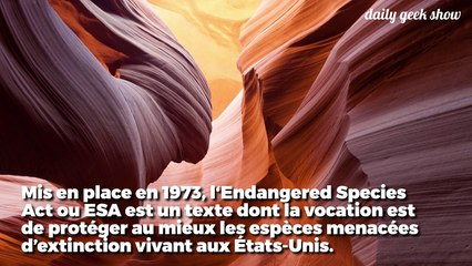 Trump s'attaque aux espèces menacées des États-Unis