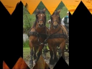 chevaux
