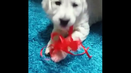 Cute puppies and Funny Dogs 2018 (10)