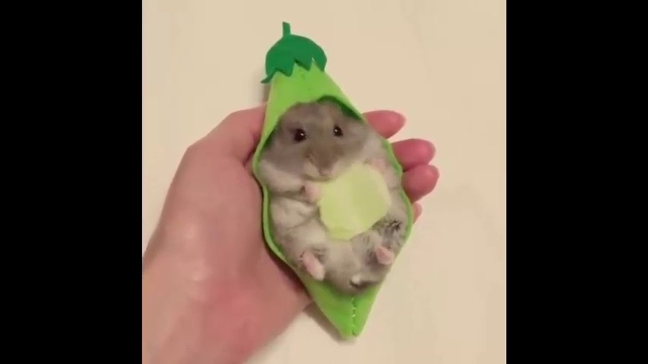 Funny and Cute Animals Videos Compilation