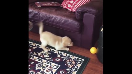 Labrador Retriever Puppies Funny Compilation #3 - Best of 2017_13-06-2018_1