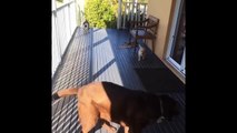 Labrador Retriever Puppies Funny Compilation #3 - Best of 2017_13-06-2018_2