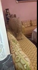 Vidéo hhhh , فيديو هاهاها