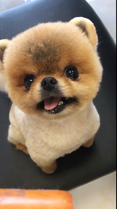 lovely moment of pet