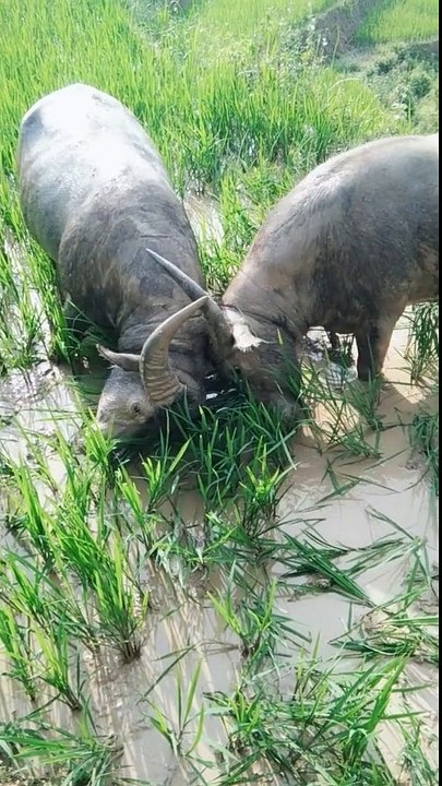 Buffalo fighting classic