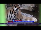 Bayi Harimau Benggala yang Baru Lahir 2 Minggu Belum Tersentuh Tangan Manusia - NET 10