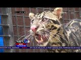 Diduga Sedang Mencari Makan, Seekor Macan Dahan Masuk ke Pemukiman Warga - NET 10