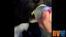 Coco Dog Loves Ice Cream