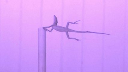 شاهد: كيف تنجو السحالي من العواصف الاستوائية!