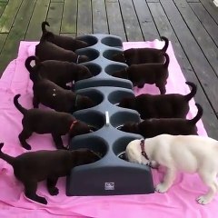 lovely moment of puppy eat rice