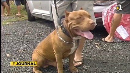 Chiens dangereux : que dit la réglementation