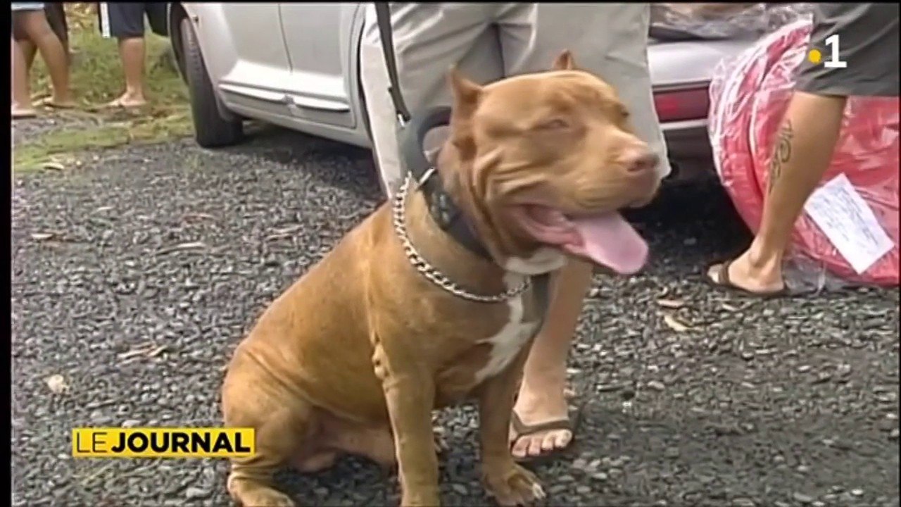 Chiens dangereux : que dit la réglementation