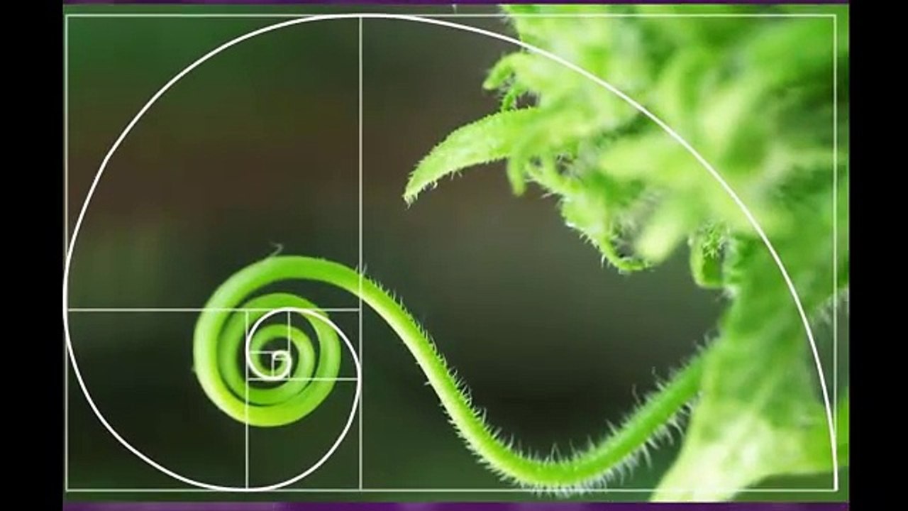 What Is Inside The Brand New Fibo Quantum?