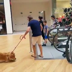 Un chien refuse d'aller sur l'escalator