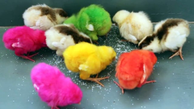 Chicks Food, How to make a baby chick eat, what to feed your chicks, What Can You Feed Your Chicks