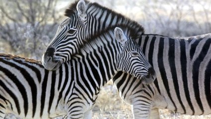 Zebra Görünümlü Eşek' Paylaşımı Mısır'da Viral Oldu