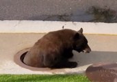 Bear Freed From Storm Drain in Colorado Springs