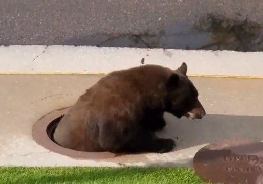 Bear Freed From Storm Drain in Colorado Springs