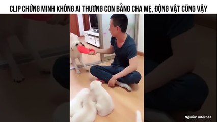 CLIP CHỨNG MINH KHÔNG AI THƯƠNG CON BẰNG CHA MẸ, ĐỘNG VẬT CŨNG VẬY