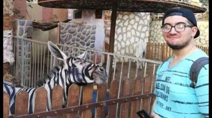 Quand un étudiant découvre que le zèbre d'un zoo égyptien est en fait un âne