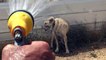 Kangal köpeği 'soğuk duş' ile serinliyor - SİVAS