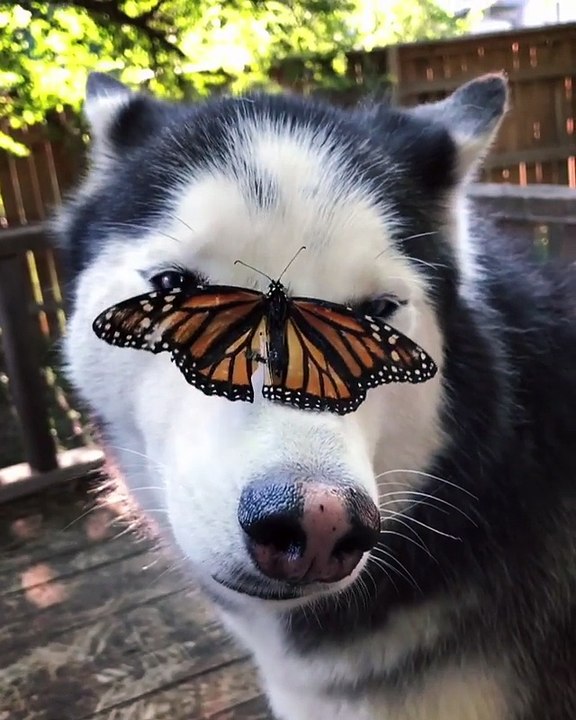 Un husky fait une drôle de rencontre