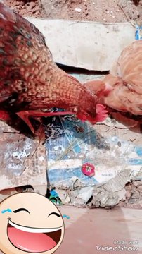 Hungry hens eating food