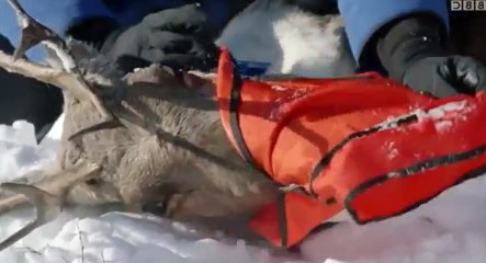 Nature  039 s Epic Journeys S01  E02 Caribou - Part 01